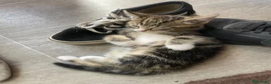 Male Tabby 2 