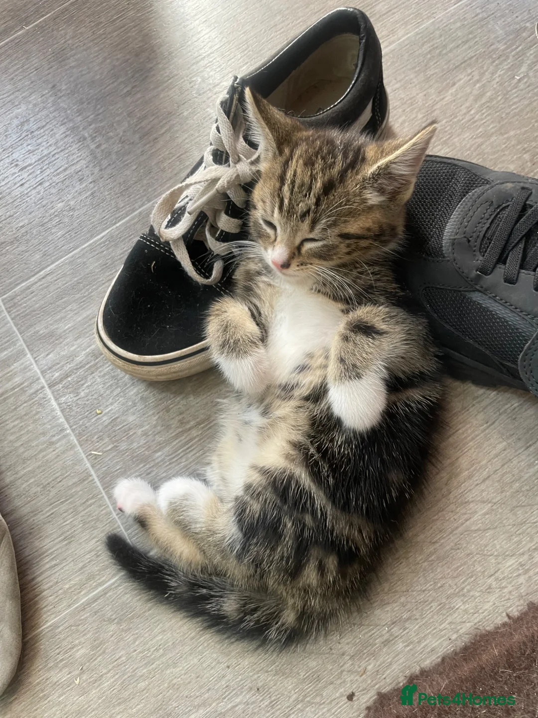 Mixed Breed cats for sale: 3 adorable kittens for sale  - Advert 2