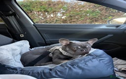 French Bulldog dogs for sale: 1 year old French bulldog - Image 6