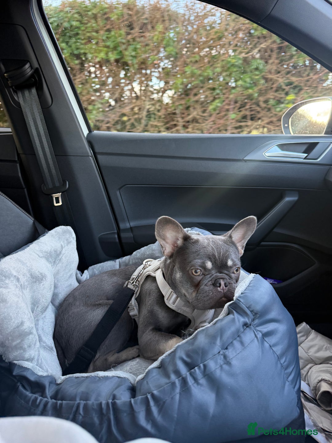 French Bulldog dogs for sale: 1 year old French bulldog - Image 6