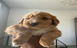 Cockapoo dogs for sale: 2 Beautiful Boy Cockapoo Puppies Left!! - Image 5
