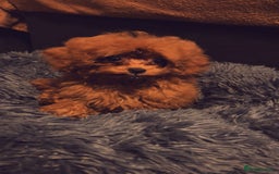 Toy Poodle dogs for sale: Asian Toy Poodle (VERY SMALL) - Image 7