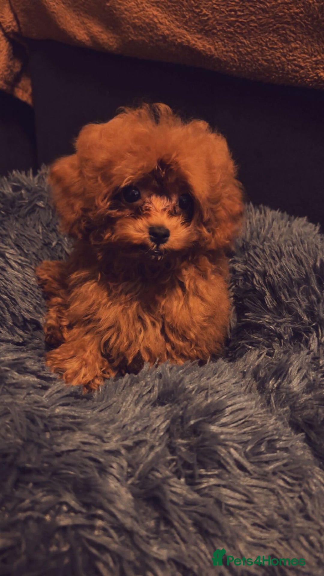 Toy Poodle dogs for sale: Asian Toy Poodle (VERY SMALL) - Image 7