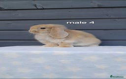 Mini Lop rabbits for sale: Purebred minilops - Image 12