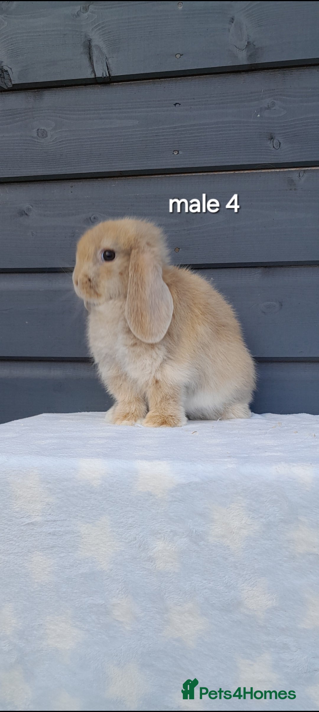 Mini Lop rabbits for sale: Purebred minilops - Image 12