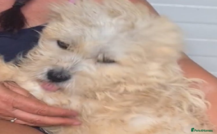Bichon Frise dogs - Advert 3