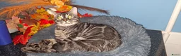 Bengal cats for sale: Stunning Bengal kitten  - Advert 3