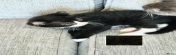 Mixed Breed cats for sale: Stunning Mixed Coloured Kittens!  - Advert 2