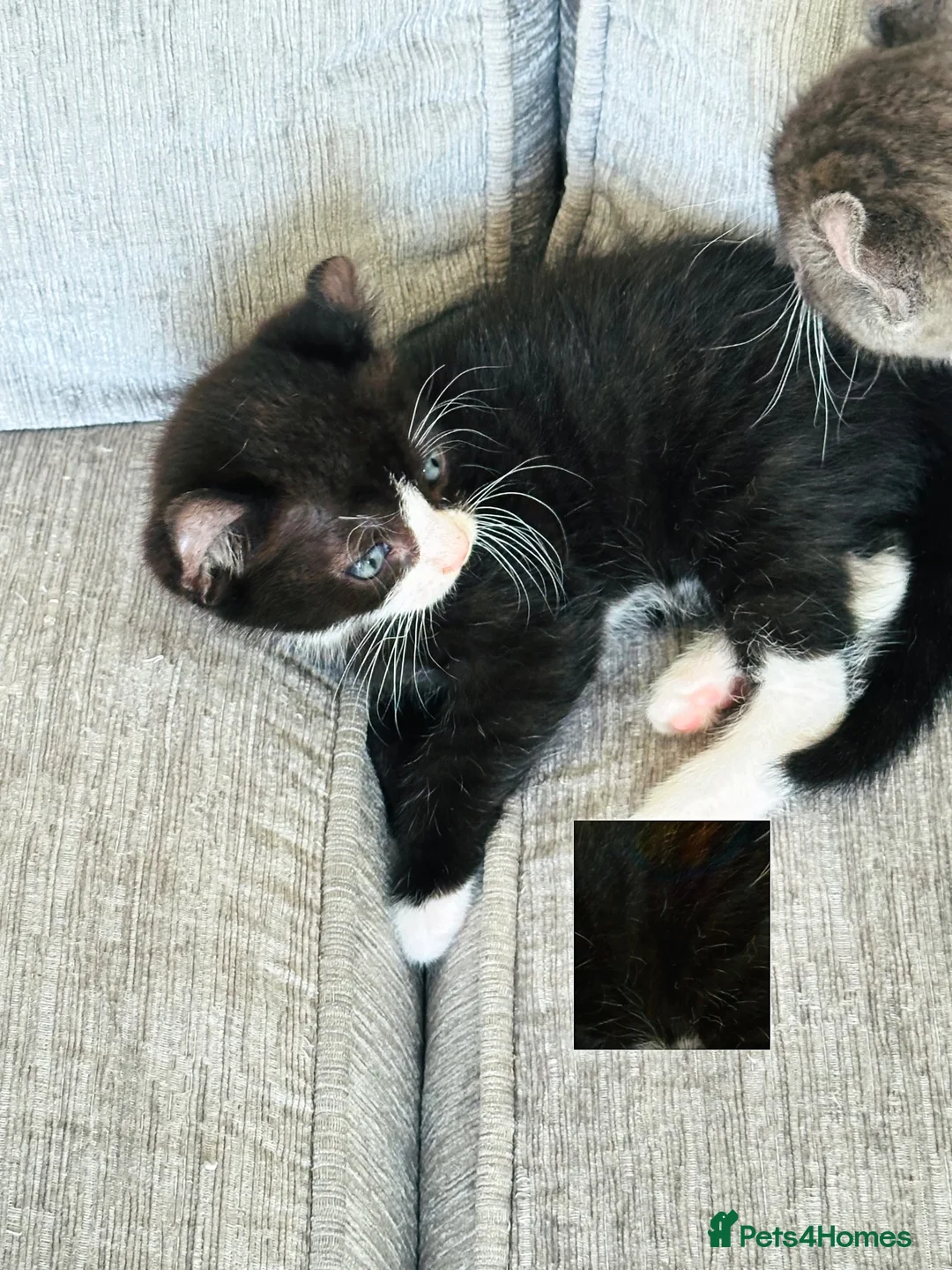 Mixed Breed cats for sale: Stunning Mixed Coloured Kittens!  - Advert 2