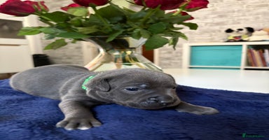 Staffordshire Bull Terrier dogs - Advert 4