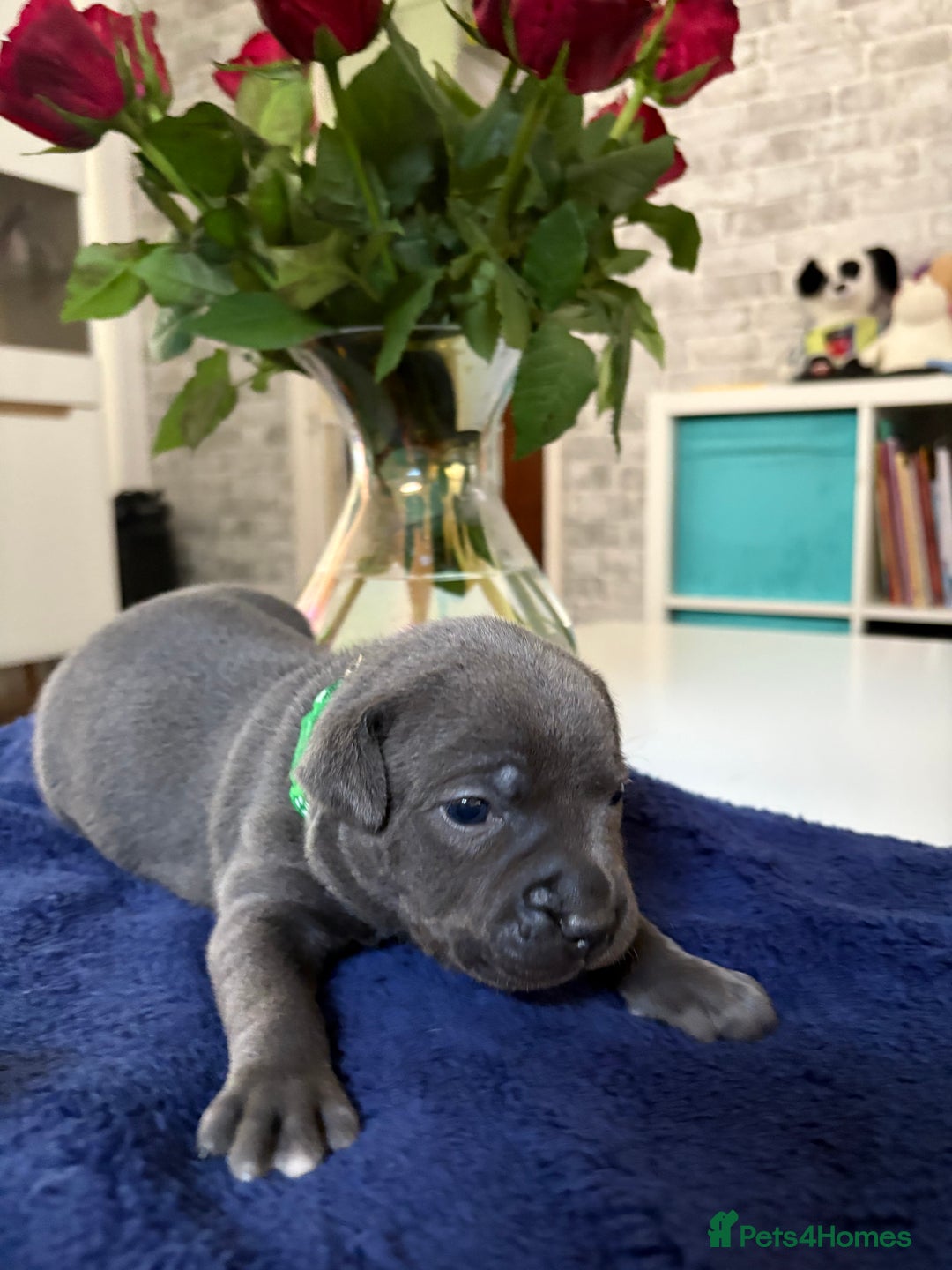 Staffordshire Bull Terrier dogs for sale: Blue Staffordshire Bull Terrier KC registered  - Image 5