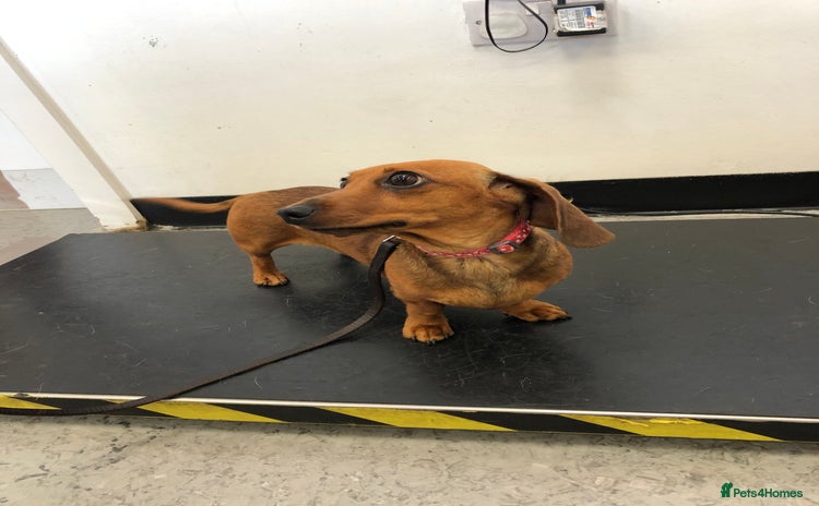 Miniature Dachshund dogs - Advert 5