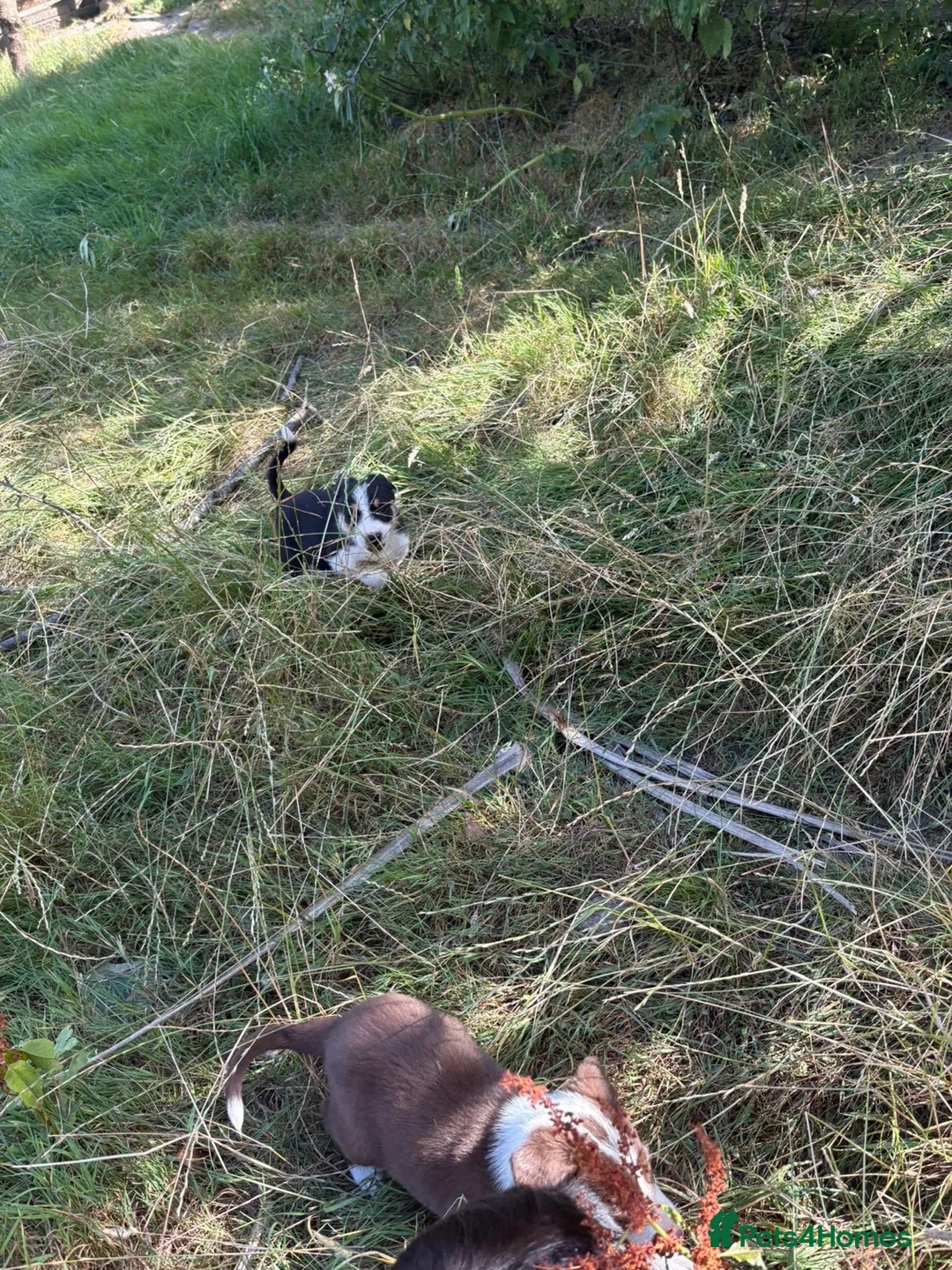 Border Collie dogs for sale: Sheepdog puppies - Advert 16