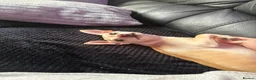 Chihuahua dogs for sale: 💔 For Sale / Loving Home Needed — Lulu in Edinburgh - Advert 4