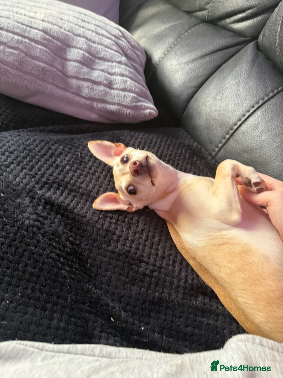 Chihuahua dogs for sale: 💔 For Sale / Loving Home Needed — Lulu in Edinburgh - Advert 4