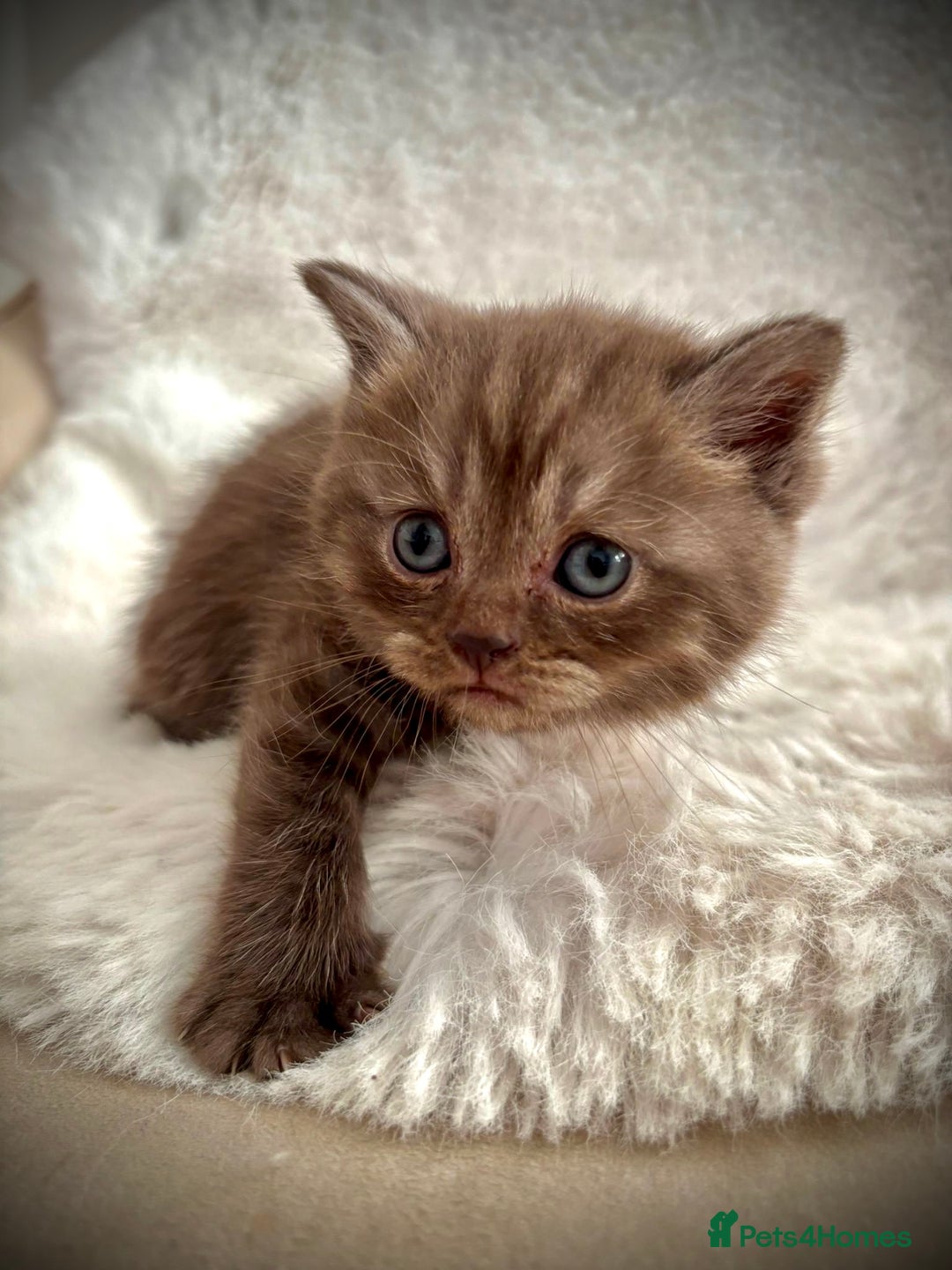 British Shorthair cats for sale: BSH x BLH Fold stunning kittens rainbow Litter - Image 4