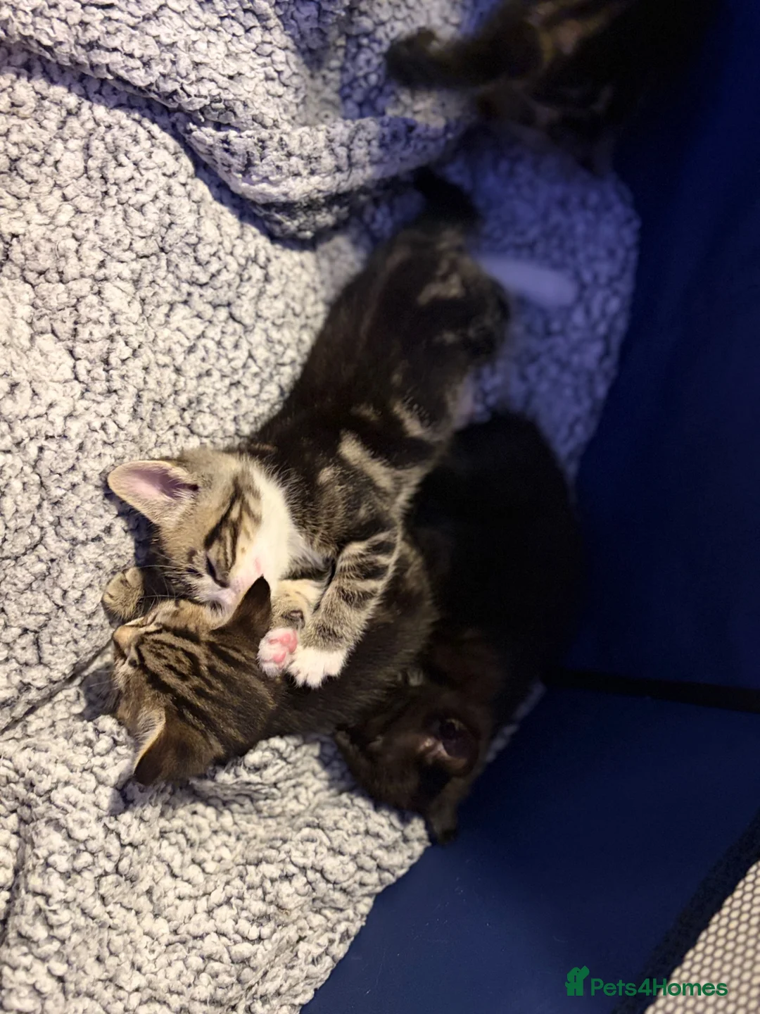 Mixed Breed cats for sale: 4 kittens 2 male 2 female  - Advert 2