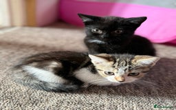 Mixed Breed cats for sale: Beautiful kittens ready for new home  - Image 1