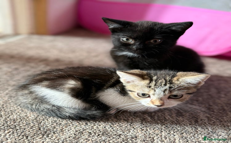 Mixed Breed cats - Advert 13