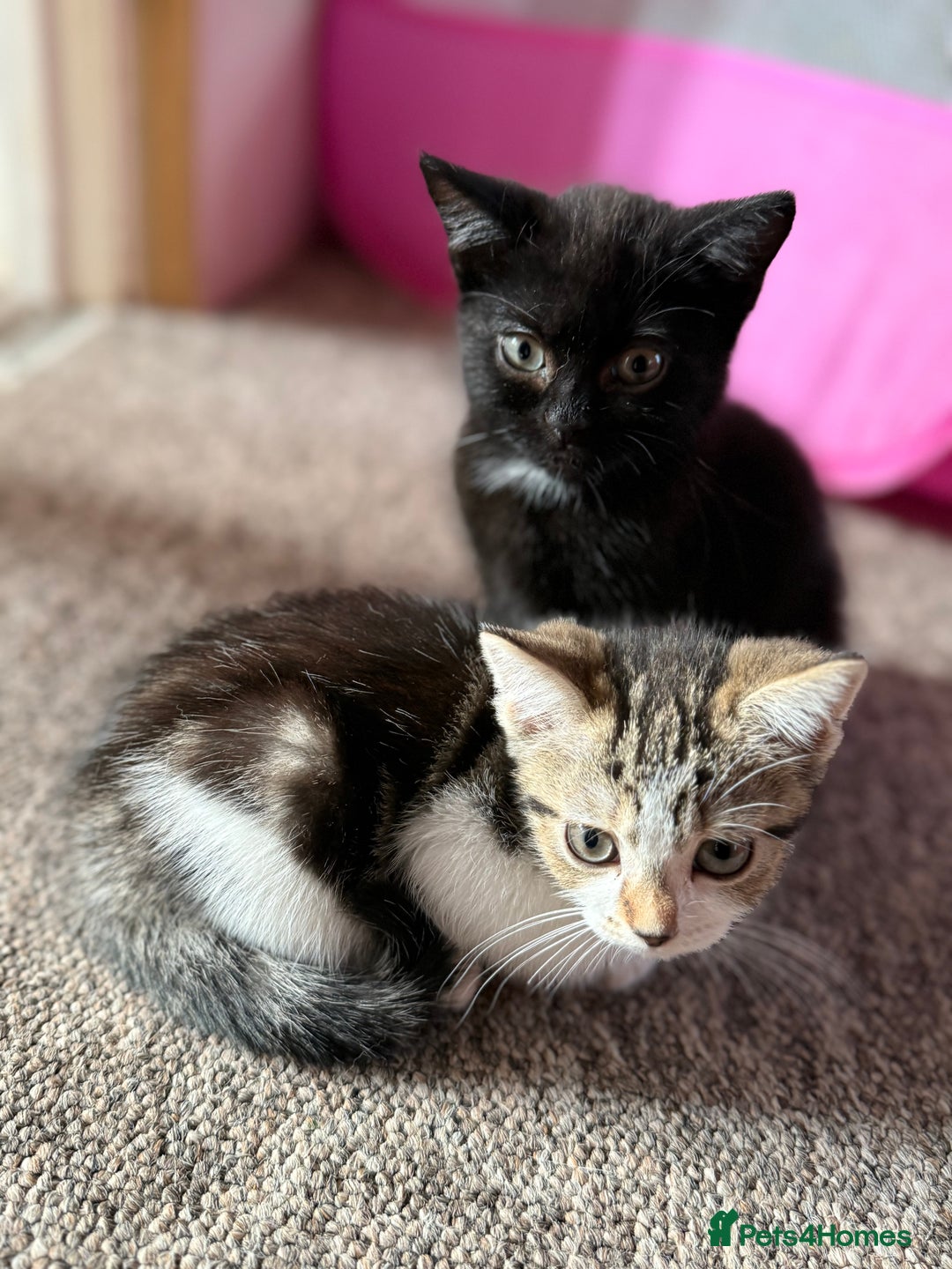 Mixed Breed cats for sale: Beautiful kittens ready for new home  - Image 1
