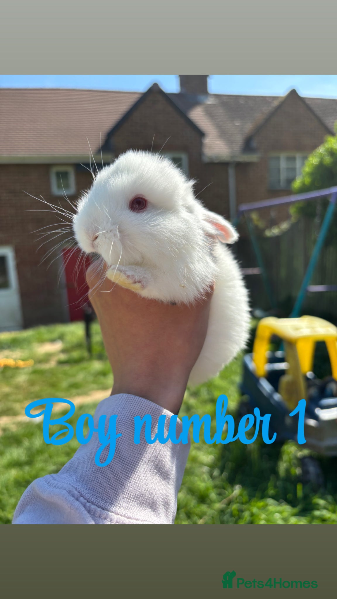 Mini Lop rabbits Mini lop babies - Advert 19