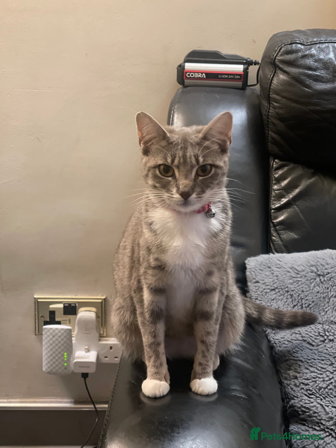 Domestic Shorthair cats for sale: Lola (Bradford based ) - Image 4