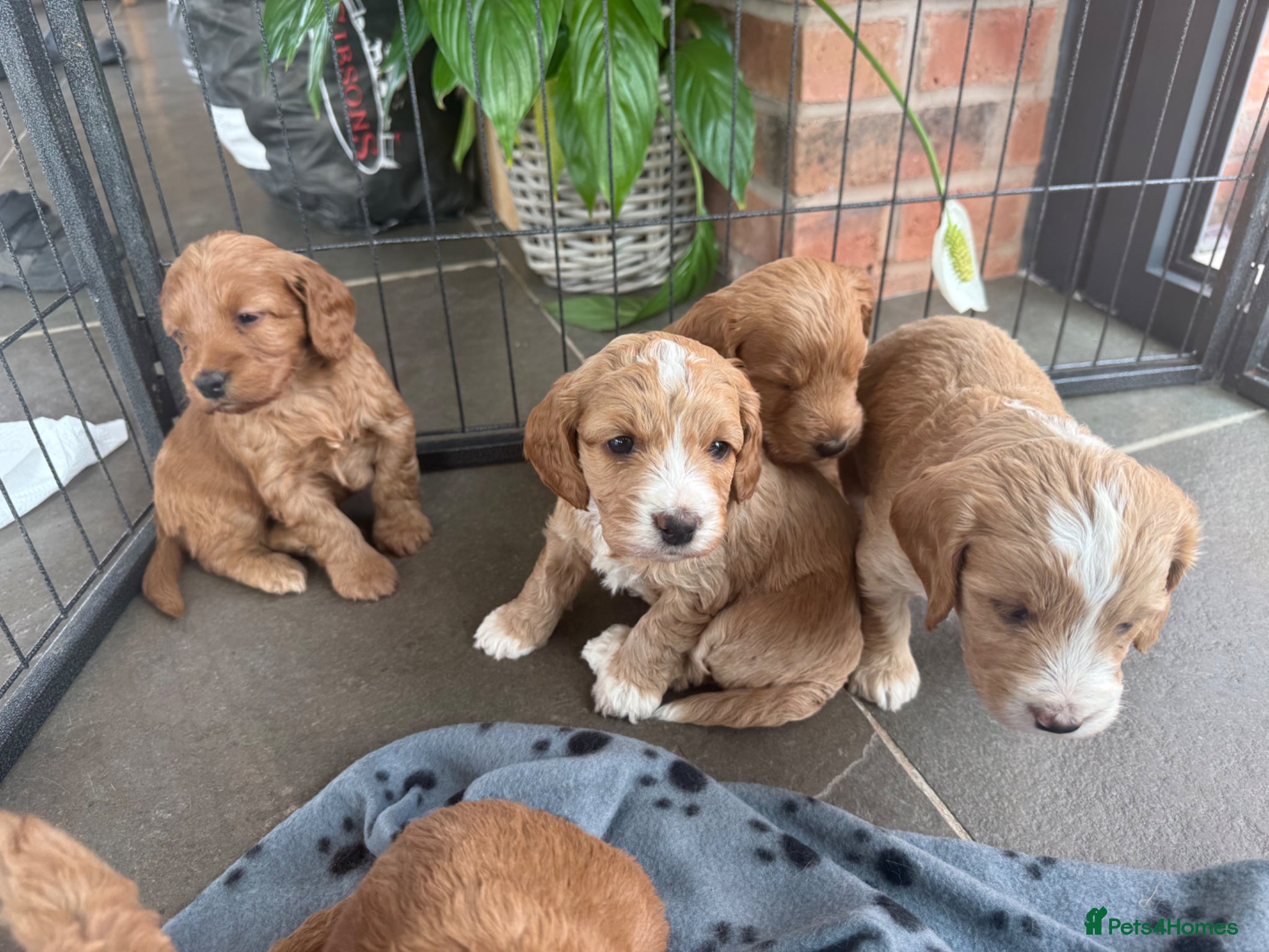 Cockapoo dogs Cockapoo puppies - Advert 1