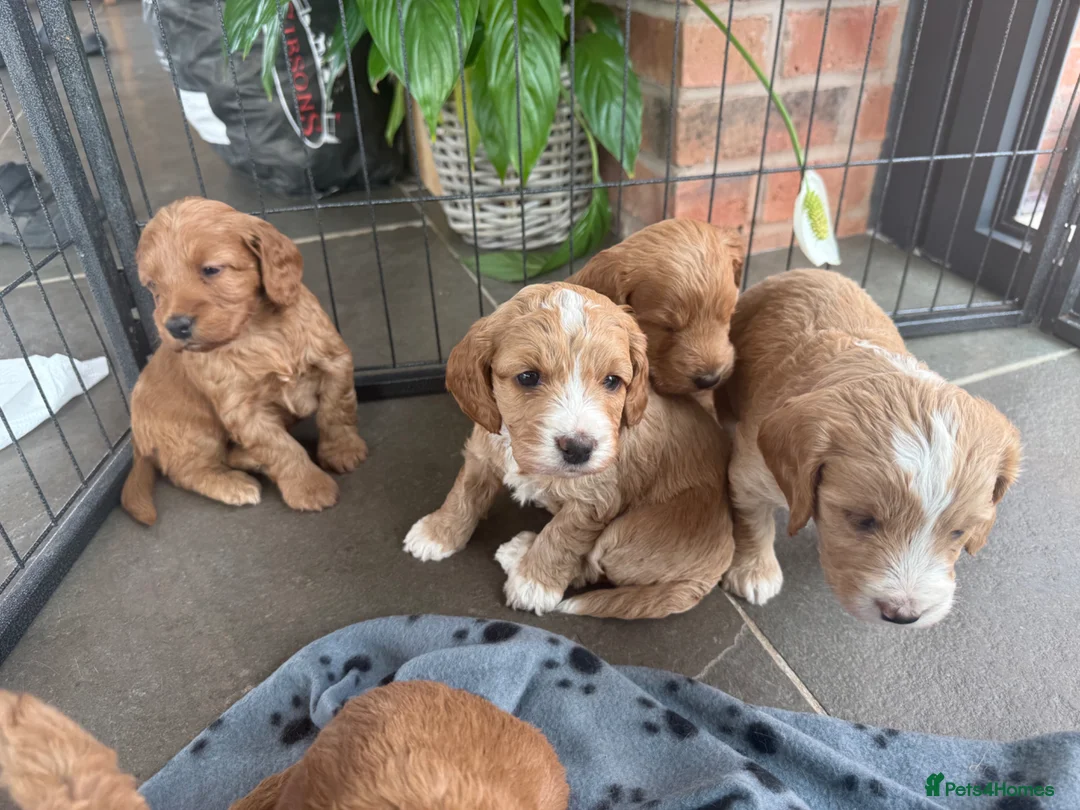 Cockapoo dogs for sale: Cockapoo puppies - Advert 1