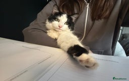 Mixed Breed cats for sale: 2 beautiful kittens ready to go! - Image 8