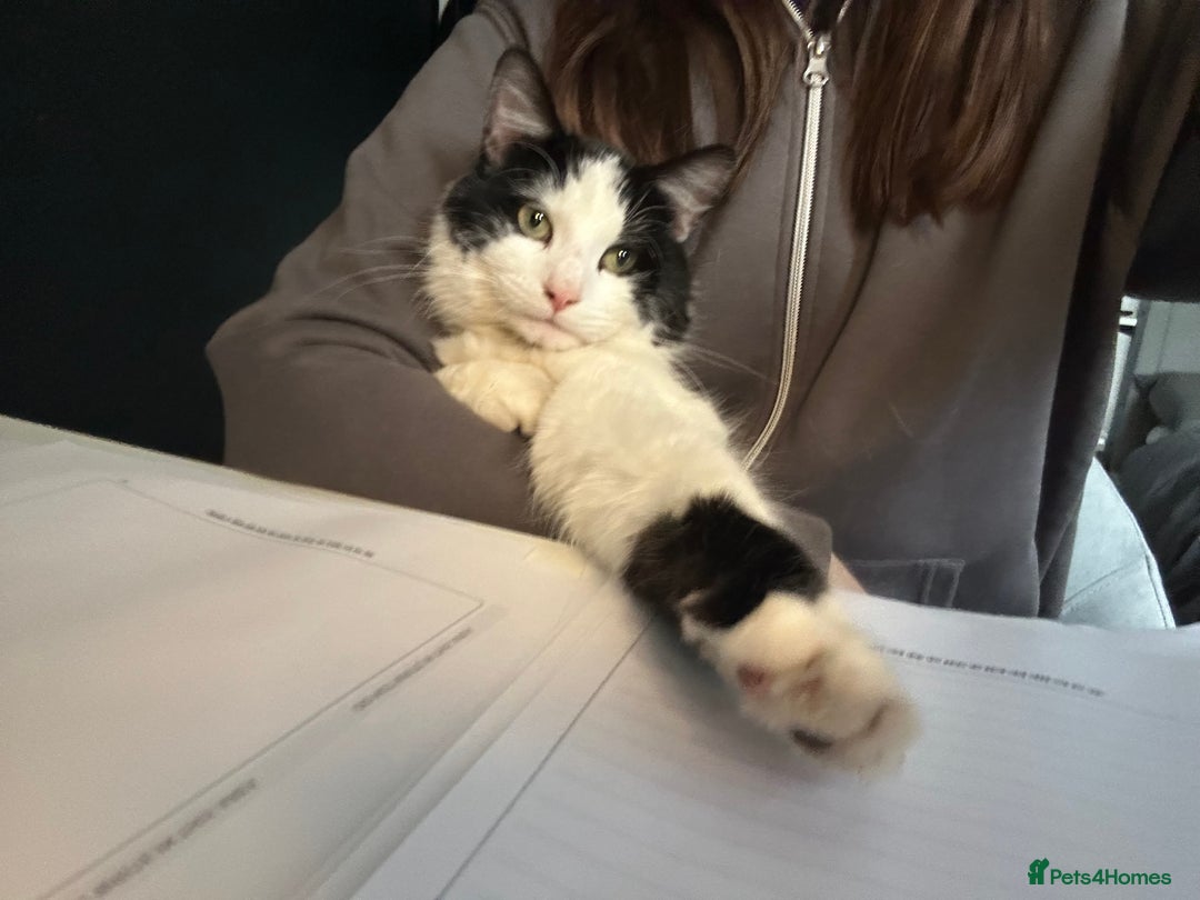 Mixed Breed cats for sale: 2 beautiful kittens ready to go! - Image 8