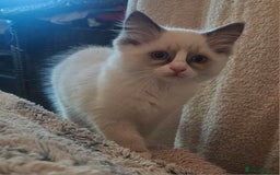 Ragdoll cats for sale: Ragdoll Kittens  - Image 7