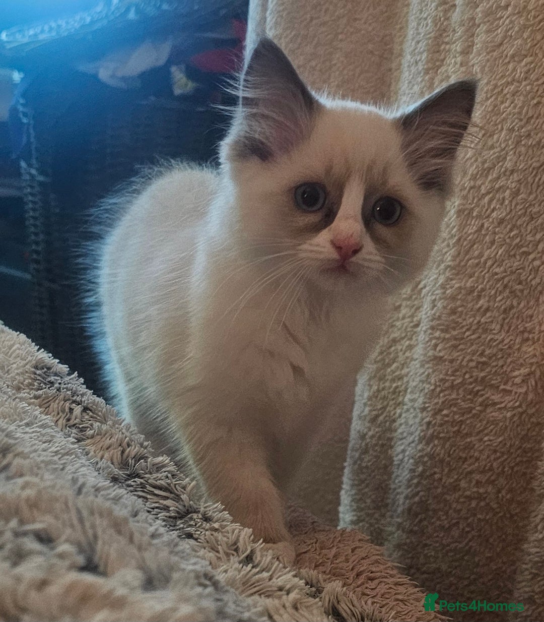 Ragdoll cats for sale: Ragdoll Kittens  - Image 7