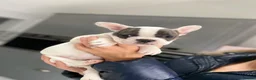French Bulldog dogs for stud: French bulldog stud  - Advert 19