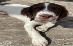 English Springer Spaniel dogs for sale: Beautiful liver and white working ESS  - Image 4