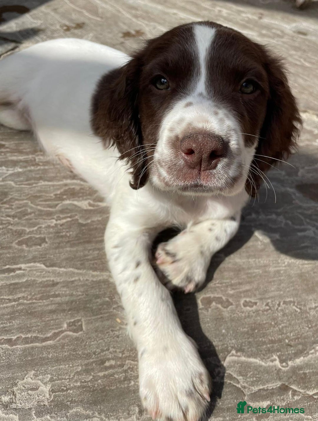 English Springer Spaniel dogs for sale: Beautiful liver and white working ESS  - Image 4