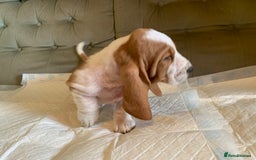 Basset Hound dogs for sale: Basset Hound Puppies - Image 19