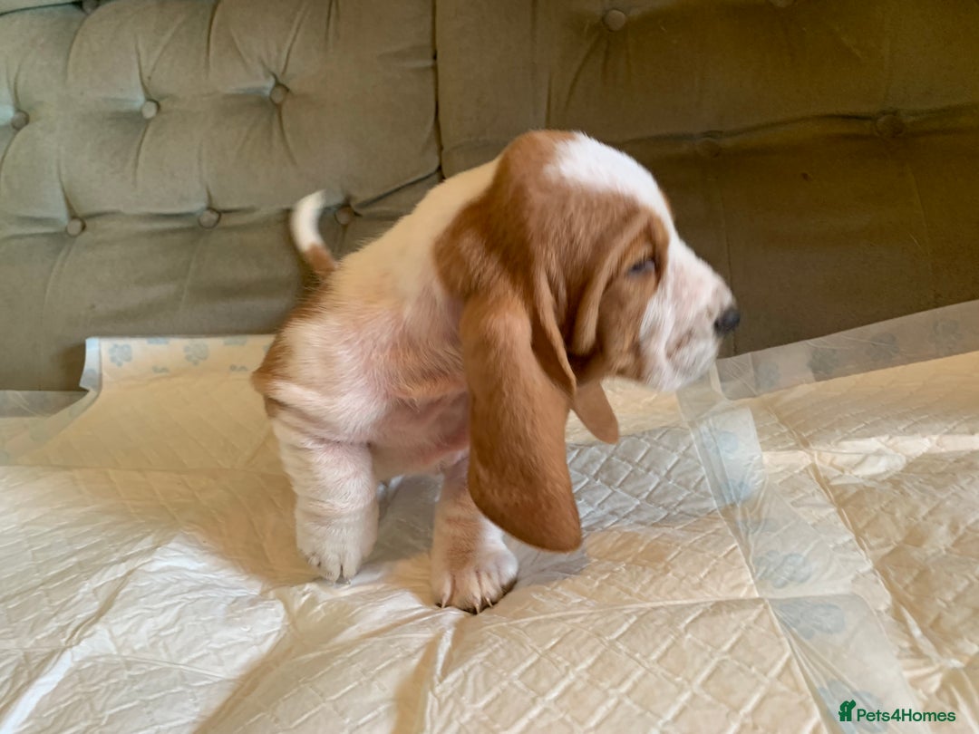 Basset Hound dogs for sale: Basset Hound Puppies - Image 19