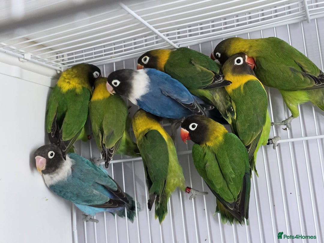 Lovebirds birds for sale: Colour Lovebirds for Sale - Advert 3