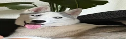 Siberian Husky dogs for sale: Siberian Huskies- Mum 4years & Daughter 10monts  - Advert 3