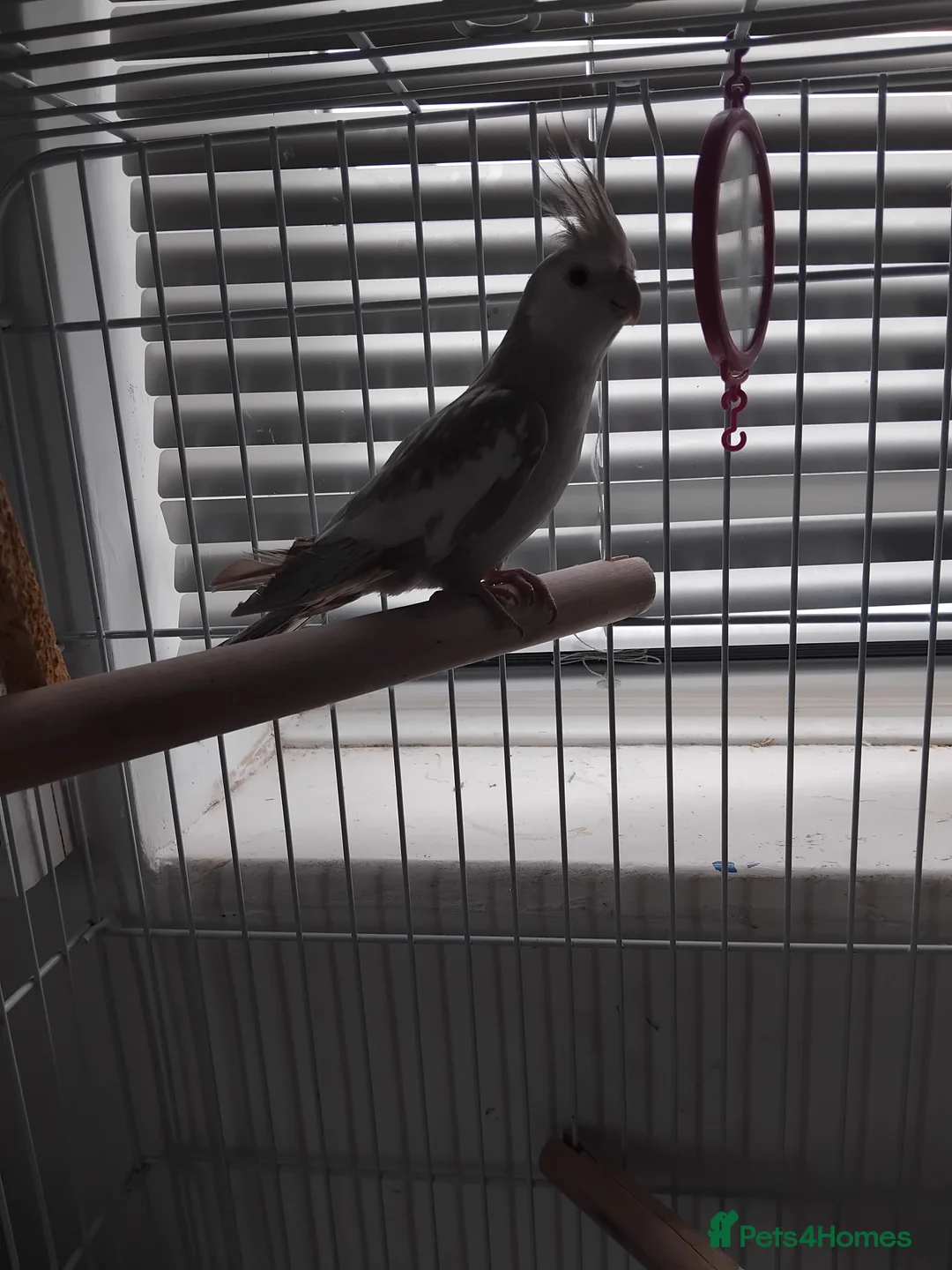 Cockatiels birds for sale: Cockatiel, cage and a couple of accessories in Rotherham - Advert 2