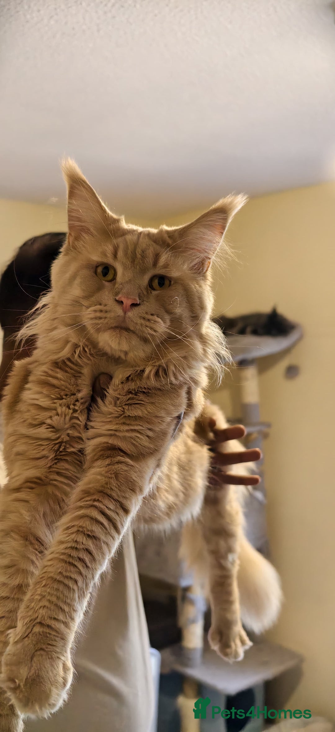 Maine Coon cats for sale: 25% OFF PURE MAINE COONS FROM CHAMPION BLOODLINE! - Image 39