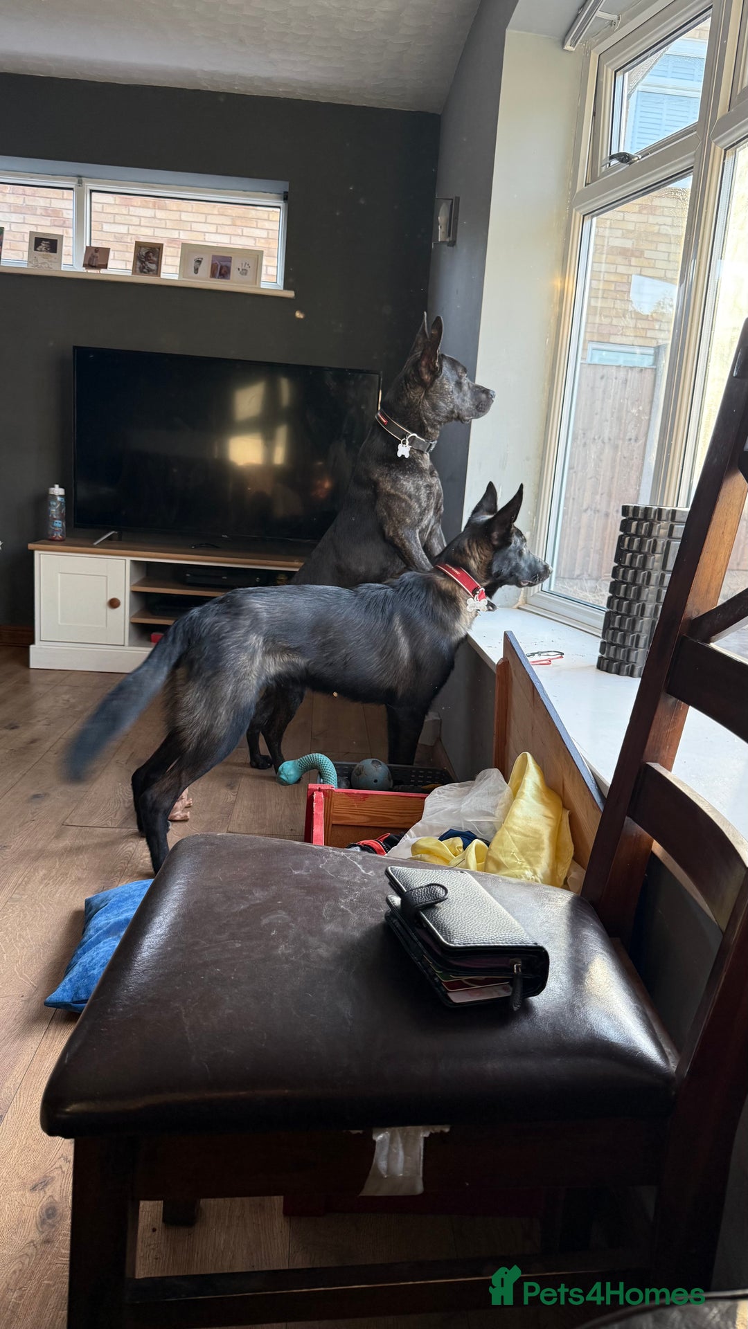 Mixed Breed dogs for sale: Snoop - Border Collie X German Shepherd  - Image 13