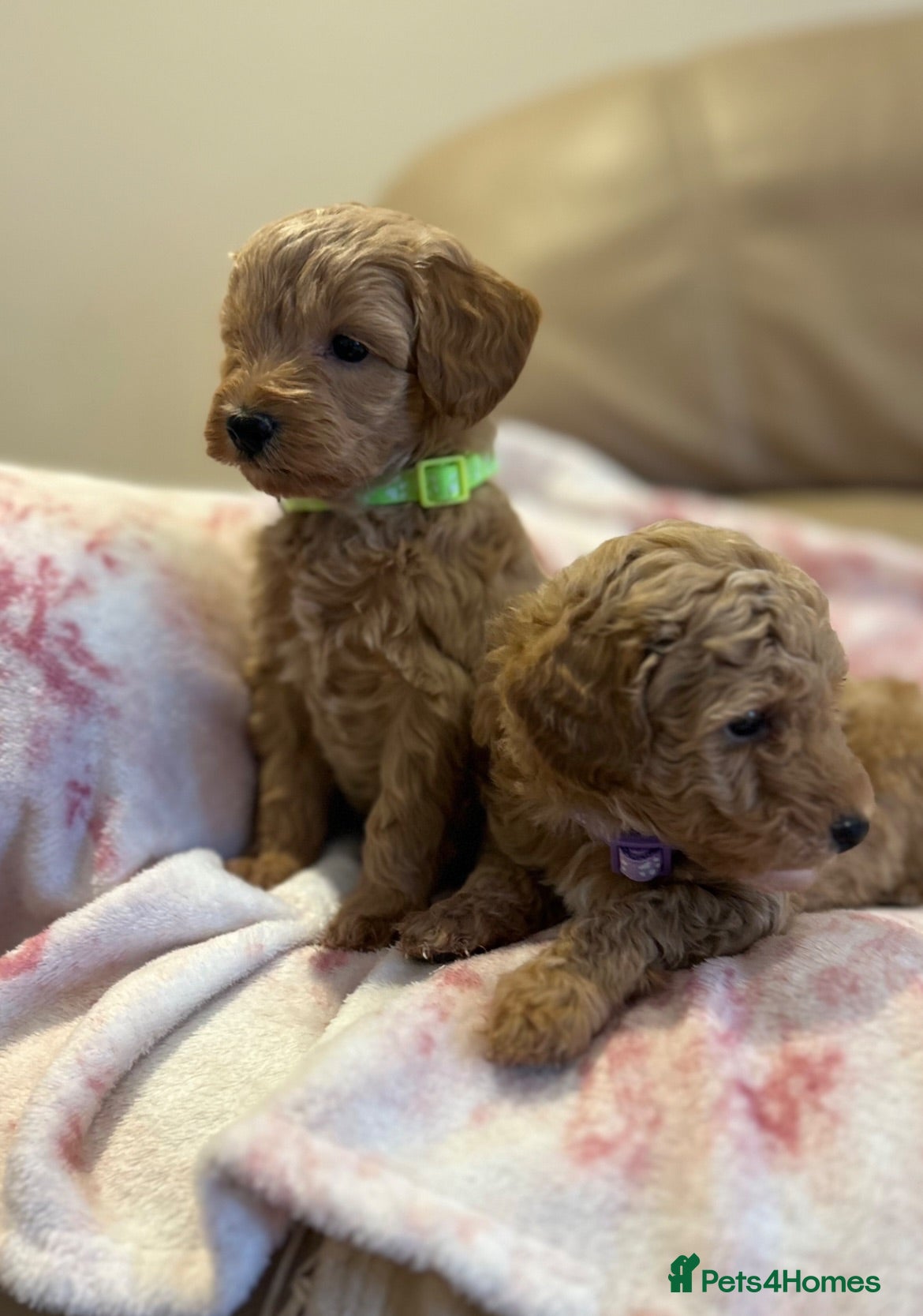 Maltipoo dogs Quality Maltipo’s ready to leave boys available - Advert 6