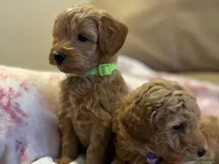 Maltipoo dogs Quality Maltipo’s ready to leave boys available - Advert 6