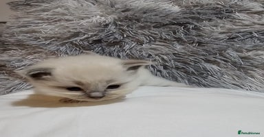 Ragdoll cats - Advert 3