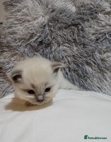 Ragdoll cats - Advert 13
