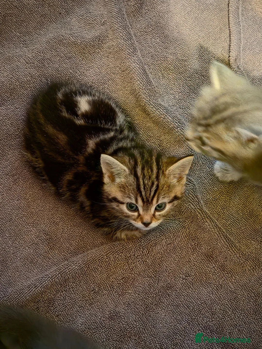 Mixed Breed cats for sale: Tabby kittens - Advert 2