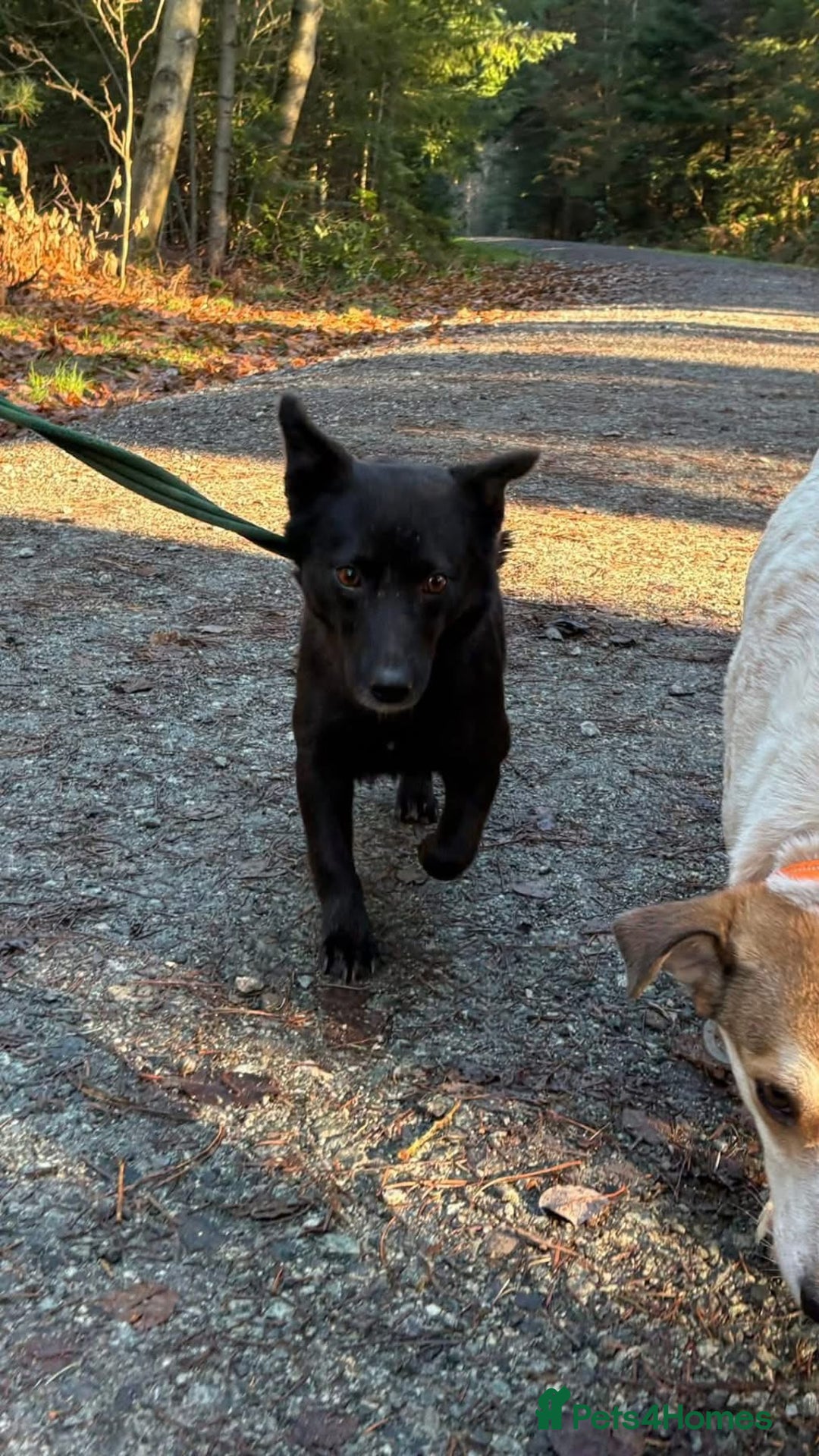 Mixed Breed dogs for adoption: Melody - Norwich Norfolk  - Advert 18