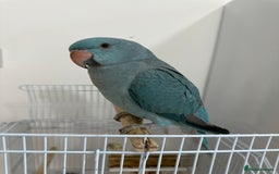 Ringnecks birds for sale: Hand-Reared Ringneck Rare & Extremely Friendly - Image 2