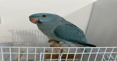 Ringnecks birds - Advert 10